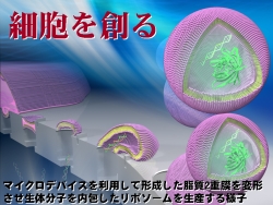 synCell